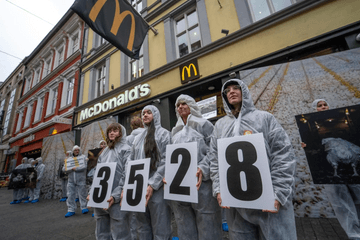 Historic victory for animals – Norway ends the farming of fast-growing chickens