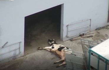 Shocking footage of cow and horse slaughter in Rzeniszów – new investigation