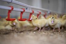 Duck breeding farm