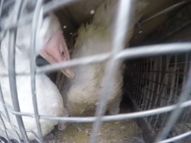 Geese transport to slaughterhouse 