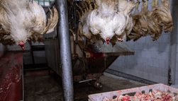 Slaughter of broiler chickens