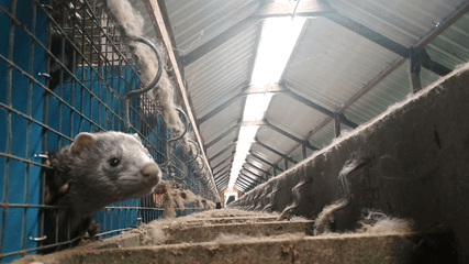 Investigation on a mink farm in Poland, probably the biggest mink farm in the world 