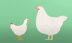 How Fast Does a Chicken Grow - Animation Video