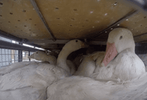 Geese transported to slaughterhouse 