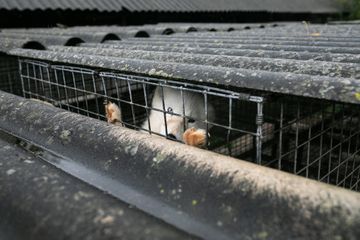 Starving foxes dying in pain. The biggest intervention on a fur farm in Poland