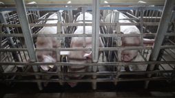 Pig farm - Gestation crates & weaned piglets
