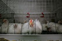 Broiler chickens in cages 