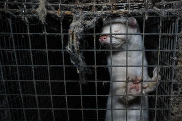 Investigation on mink farm in Bulgaria reveals scandalous conditions
