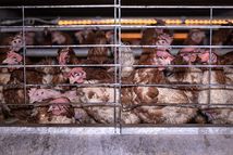 Laying hens enriched battery cages