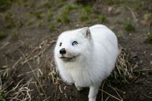 Rescued foxes