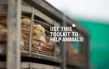 We have launched a toolkit to help animal advocacy groups engage their followers in the EU’s revision of its animal protection policies