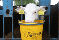 Cows and calves on a dairy farm